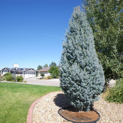 Ель колючая «Изели Фастигиата»