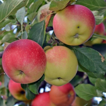 Яблоня «Июльское черенко»