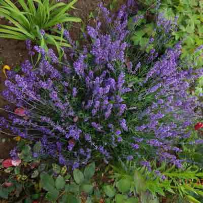 Лаванда Услада