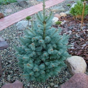 Пихта Компакта