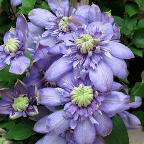 Клематис «Блю Лайт»
