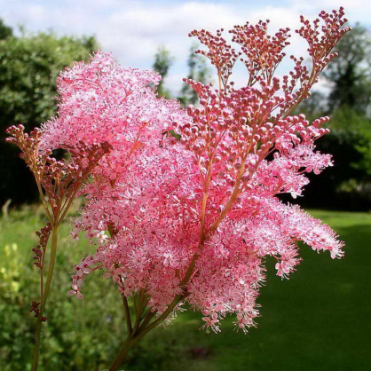 Лабазник пурпурный