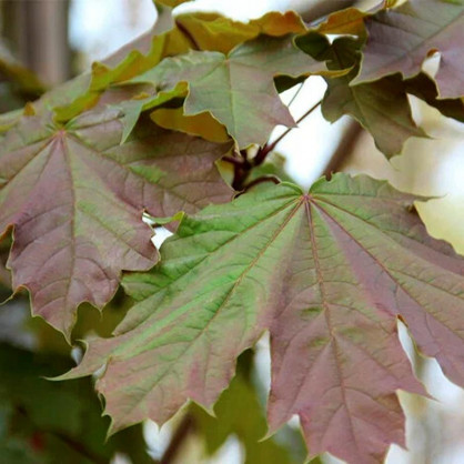 Клен остролистный Дебора