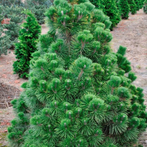 Сосна Тунберга Тандерхед (Thunderhead)