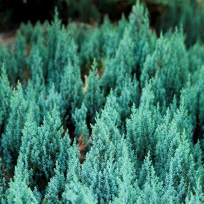 Можжевельник горизонтальный Грей Перл