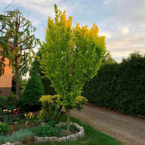 Вяз голландский Вредеи на штамбе