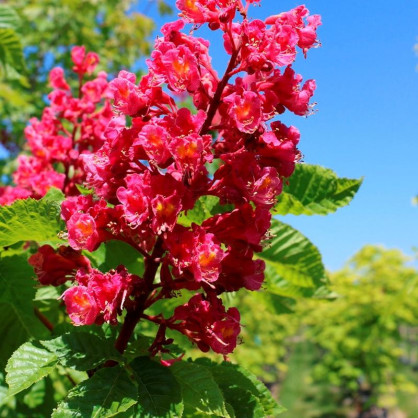 Каштан конский мясо-красный Ауреямаргината