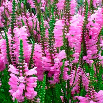 Физостегия виргинская розовая