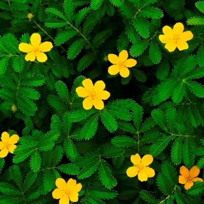 Лапчатка Желтая