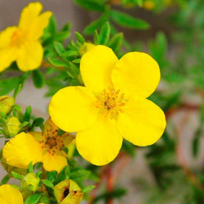 Лапчатка Голдфингер (Goldfinger)