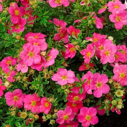 Лапчатка кустарниковая Беллисима