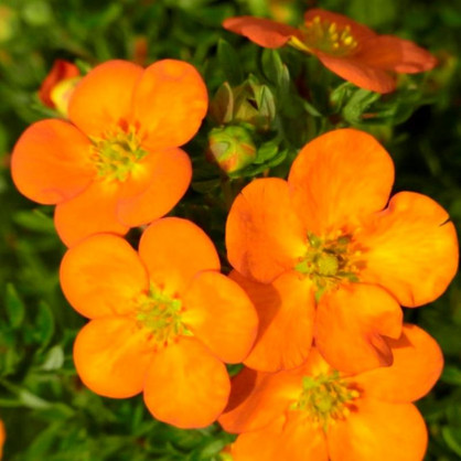 Лапчатка кустарниковая Оранжиссима