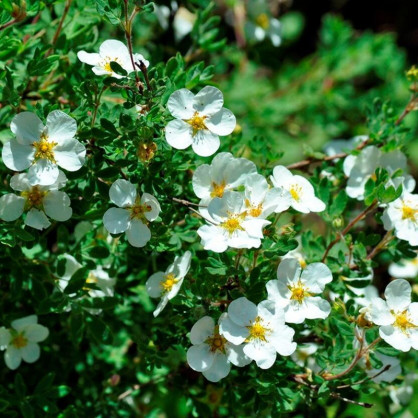 Лапчатка Маунт Эверест (Mount Everest)