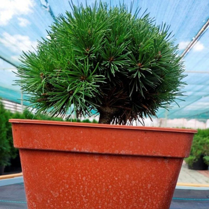 Сосна горная Мопс Cпорт