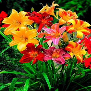 Лилейник в ассортименте
