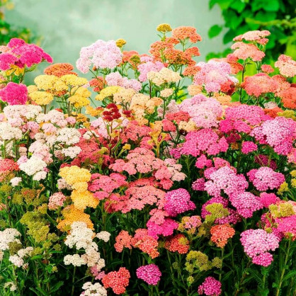 Тысячелистник в ассортименте