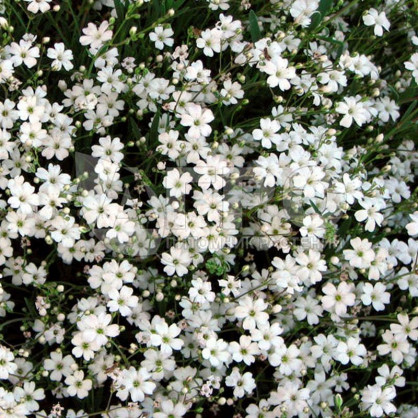 Гипсофила ползучая белая