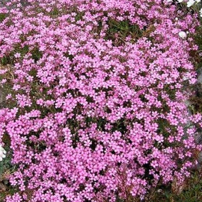 Гипсофила ползучая розовая