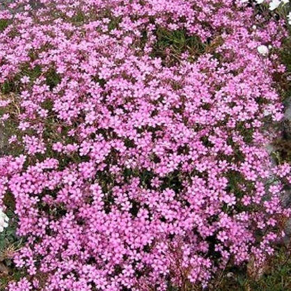 Гипсофила ползучая розовая