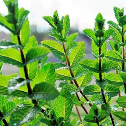 Мята в ассортименте