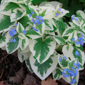 Бруннера вариегатная