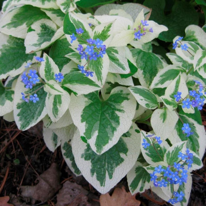 Бруннера вариегатная