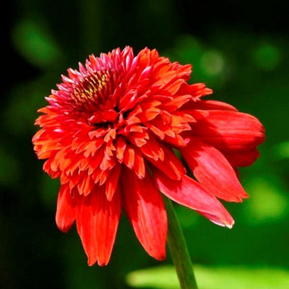 Эхинацея в ассортименте