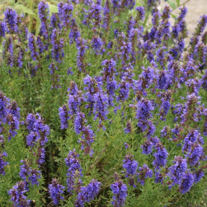 Иссоп лекарственный