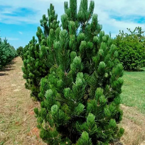 Сосна белокорая Сателлит