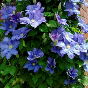 Клематис Рапсодия (Rhapsody)