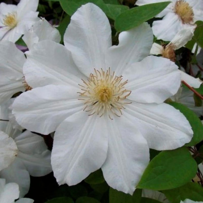 Клематис крупноцветковый Токи (Toki)