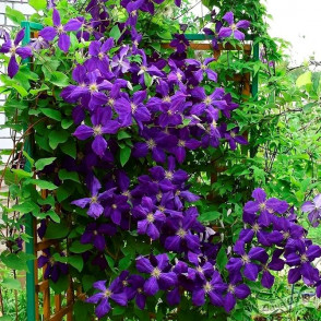 Клематис Жакмана (Jackmanii) крупноцветковый