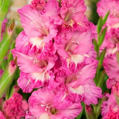 Гладиолус Минск (Minsk)