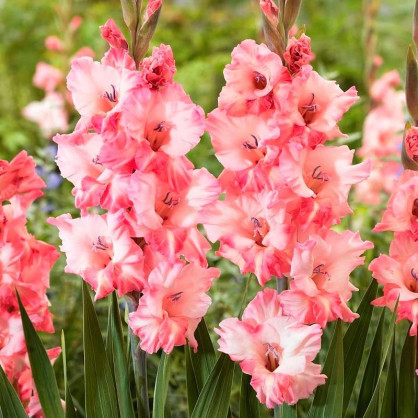 Гладиолус Черри Кэнди