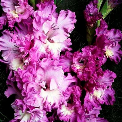 Гладиолус Танго