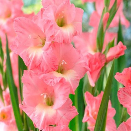 Гладиолус Роуз Суприм