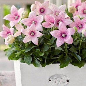 Платикодон