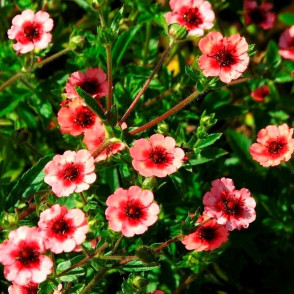 Лапчатка непальская