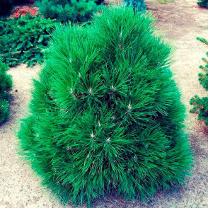 Сосна Черная Спилберг