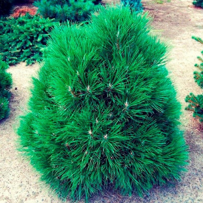 Сосна Черная Спилберг