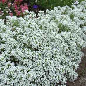 Арабис многолетний