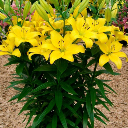 Лилия Павия (Pavia)