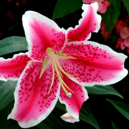 Лилия восточная Старгейзер (Stargazer)