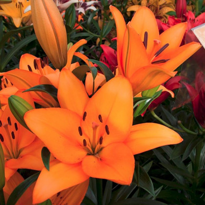 Лилия Цезарь Палас (Caesars Palace)