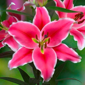 Лилия Бранкузи (Brancusi)