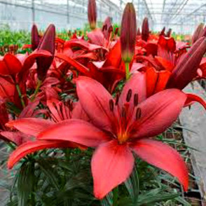 Лилия Корлеоне (Corleone)