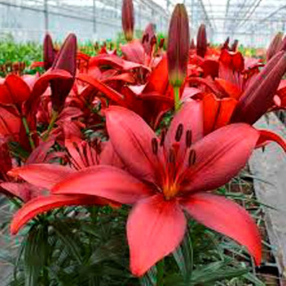 Лилия Корлеоне (Corleone)