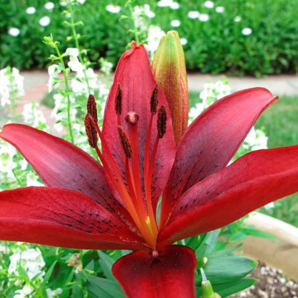 Лилия Блэк Аут (Black Out)