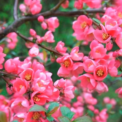 Айва Пинк Леди (Pink Lady)