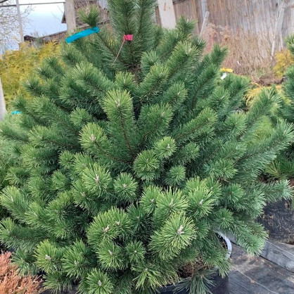 Сосна Крючковатая (Pinus uncinata)